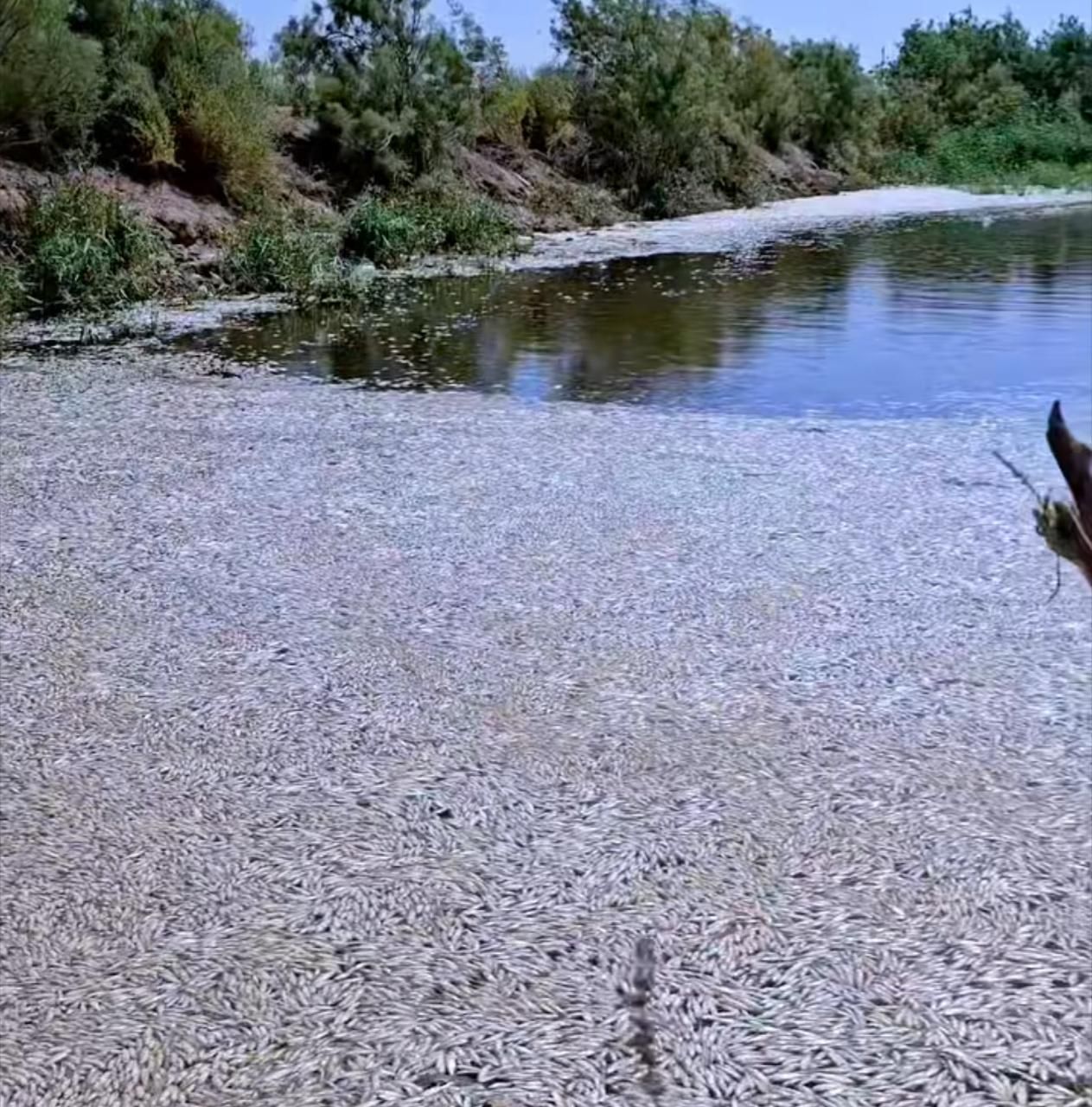 نفوق جماعي للأسماك في هور “ابن نجم” يسلّط الضوء على سوء الإدارة وتدهور البيئة