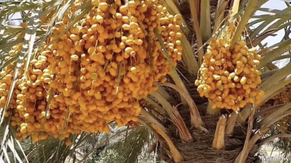 “الزراعة” توثق جينوم تمر الزهدي وتدرجه في قاعدة بيانات عالمية
